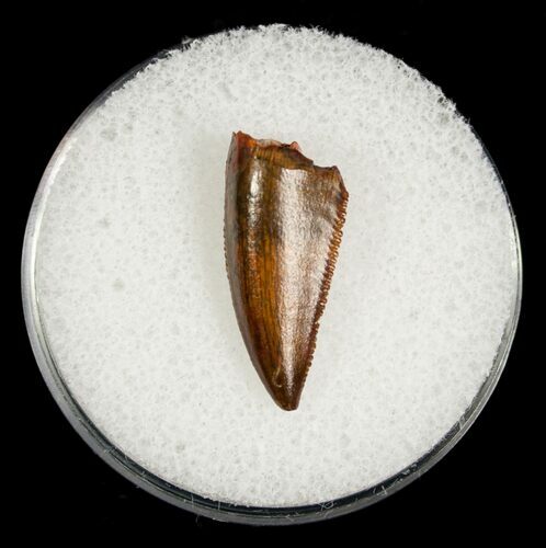 Raptor Tooth From Morocco - #5055